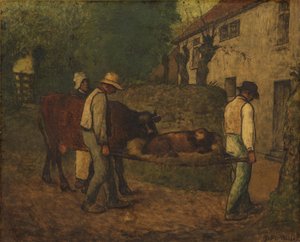 Het in de velden geboren kalf naar huis brengen