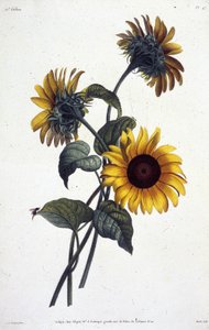 Fleurs de tournol ou soleils. Botanische plaat uit ""Collection des fleurs et des fruits peints d