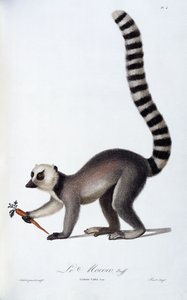 Een Lemur, ca. 1798-99