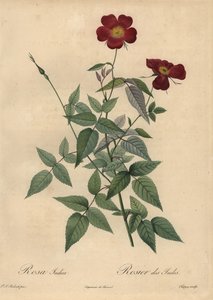 Karmozijnrode Chinese roos, Rosa chinensis
