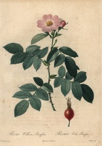 Roze appelroos, Rosa villosa.