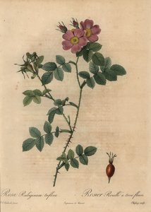 Roze hondsroos, Rosa rubiginosa door Jean Baptiste Chapuy