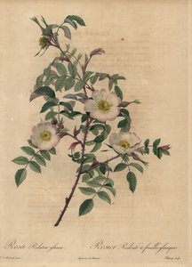 Witte en roze roos, Rosa redutea glauca door Jean Baptiste Chapuy