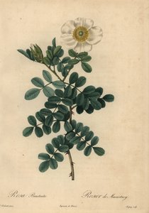 Witte chicksaw roos, Rosa bracteata door Jean Baptiste Chapuy