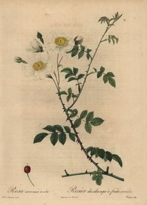 Witte veldroos, Rosa arvensis