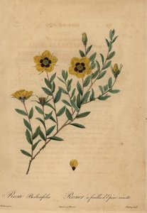 Gele roos, Rosa berberifolia.