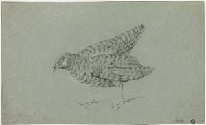 Patrijs