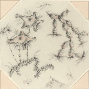 Bamboebloemen en Cactus