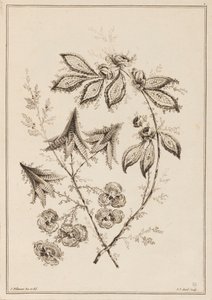 Bloementak