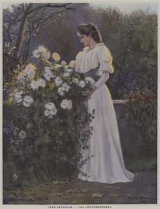 Chrysanten