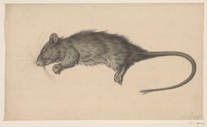 Dode rat door Jean Bernard