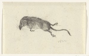 Dood muisje
