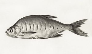 Fish (1775–1833) door Jean Bernard