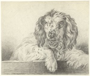 Hond