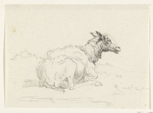 Liggend schaap, naar rechts