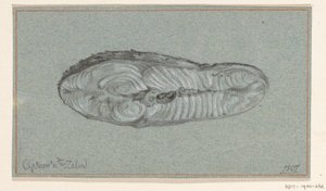 Moot gekookte zalm