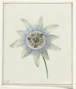 Passiebloem door Jean Bernard