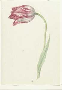 Roze tulp door Jean Bernard