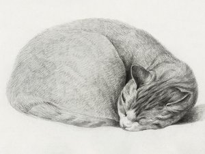 Opgerolde, liggende, slapende kat door Jean Bernard (1775–1883) door Jean Bernard