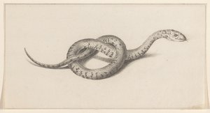 Slang door Jean Bernard