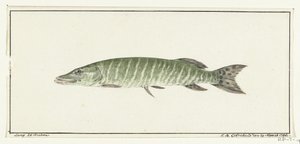 Snoek door Jean Bernard