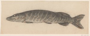 Snoek, naar links