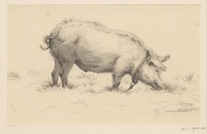 Staand waterend varken, naar rechts, in het gras