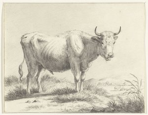 Staande koe, naar rechts