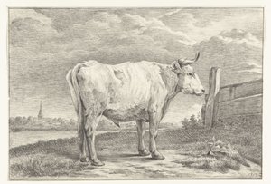 Staande stier, naar rechts