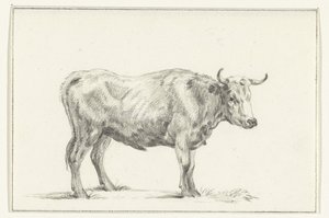 Staande stier, naar rechts