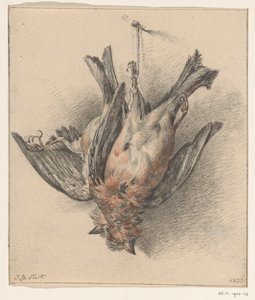 Twee dode vogels, aan een touwtje afgehangen