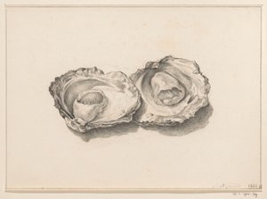 Twee geopende oesters