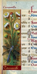 Botanisch: kamille met lieveheersbeestje en libel