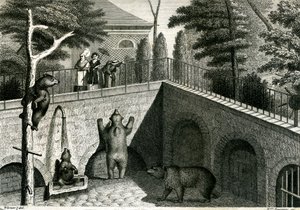 Berengrot in een dierentuin door Jean Charles Werner