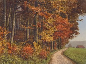Zwitserland: Herfstbossen