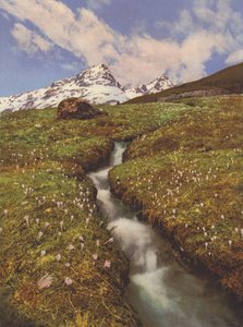 Zwitserland: Krokussen bij een bergbeek in de Boven-Engadine