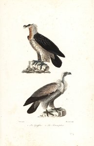 Baardgier en Euraziatische gier