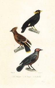 Heuvelmynah, pestvogel en coleto door Jean Gabriel (after) Pretre