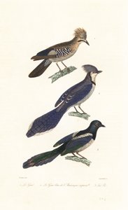 Gaai, blauwe gaai en ekster