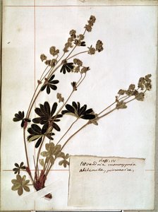 Alchemilla, uit een herbarium (gedroogde bloemen)