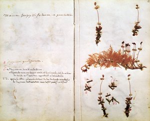 Pagina 15 uit een Herbarium