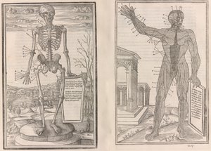 De dissectie van de delen van het menselijk lichaam, 1545 door Jean Jollat