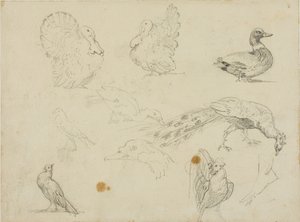 Schetsen van vogels
