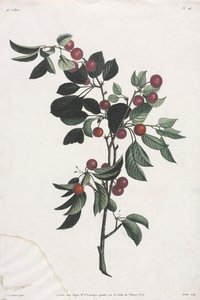 Collectie van bloemen en vruchten: Takken van vroege kersen door Jean Louis Prevost