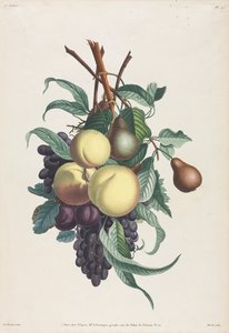 Collection des fleurs et des fruits: Takken van rousselet, perzik, pruim en druif