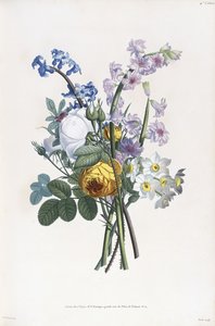 Narcissen, Roos, Hyacint, 1805