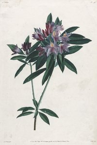 Pontische Rhododendron door Jean Louis Prevost