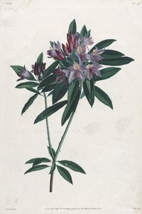 Pontische rododendron door Jean Louis Prévost.