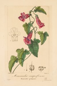 Flore des Jardiniers, Amateurs et Manufacturiers: Maurandia semperflorens door Jean Pierre Frederic Barrois