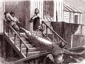 Sturgeon vissen op de Wolga rivier, Rusland. 1867 (gravure) door Jean Pierre Moynet